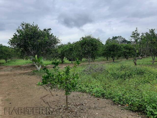 Área para Venta en Túxpam - 4