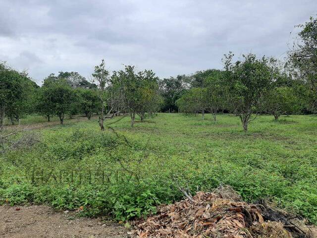 Área para Venta en Túxpam - 5