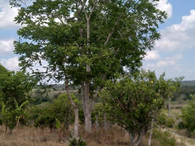 Terreno para Venta en Túxpam - 4
