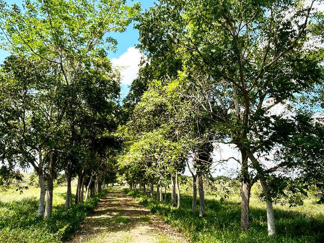 Terreno para Venta en Túxpam - 4