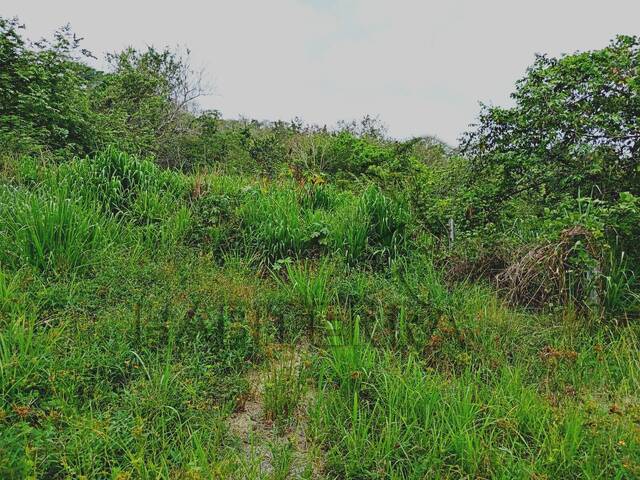 Terreno para Venta en Túxpam - 4