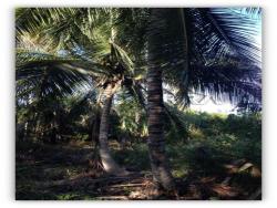 Terreno para Venta en Túxpam - 5