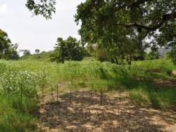 Terreno para Venta en Túxpam - 3