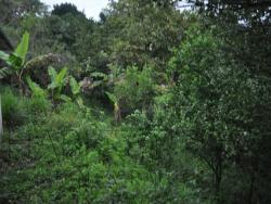 #T-714 - Terreno para Venta en Túxpam - VZ
